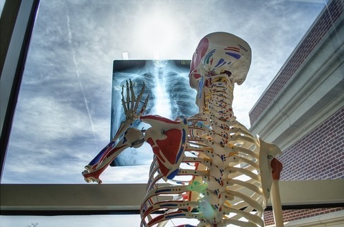 skeleton-2561573_640.jpg