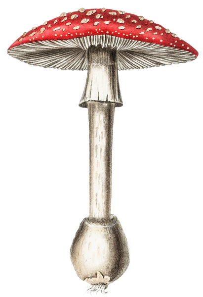 th_HTC_Heritage Library_MushroomsElement 11.jpg