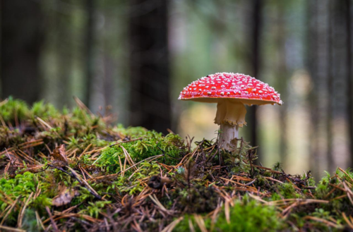 th_mushroom-3051519_1280.png