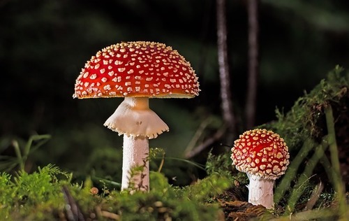 toadstool-g42e589ca7_640.jpg