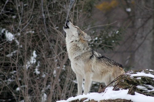 wolf-1992716_640.jpg